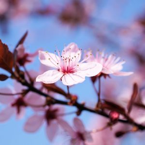 cherry blossom, cherry flower, cherry tree-3308735.jpg